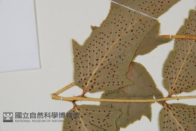 細齒貫眾蕨藏品圖，第5張