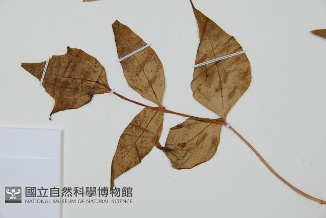 披針貫眾蕨藏品圖，第5張