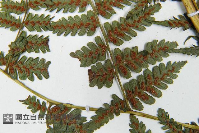 川上氏雙蓋蕨藏品圖，第8張