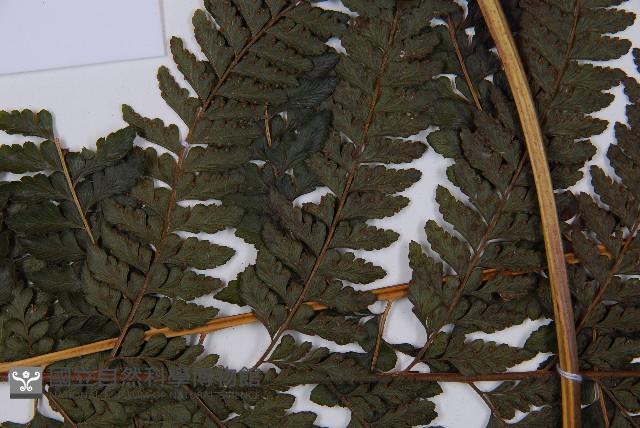 粗毛鱗蓋蕨藏品圖，第5張