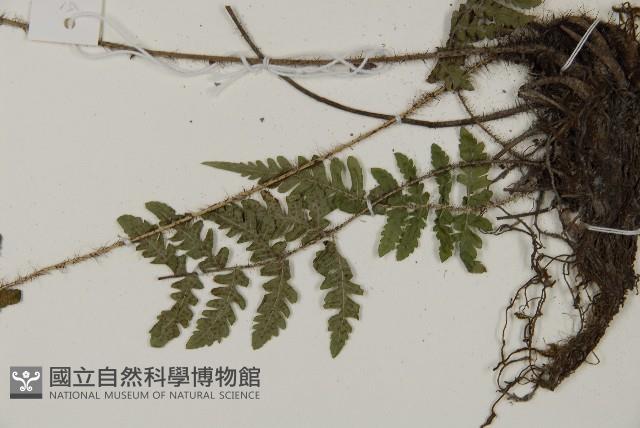 愛德氏肋毛蕨藏品圖，第5張