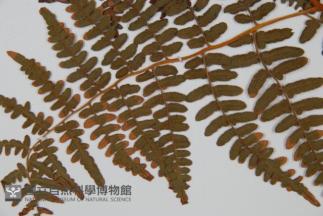 蕨藏品圖，第5張
