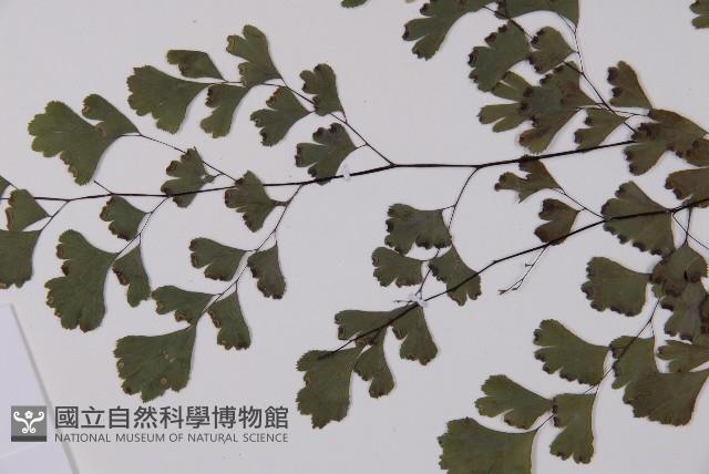 鐵線蕨藏品圖，第5張