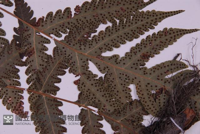 排灣三叉蕨藏品圖，第5張