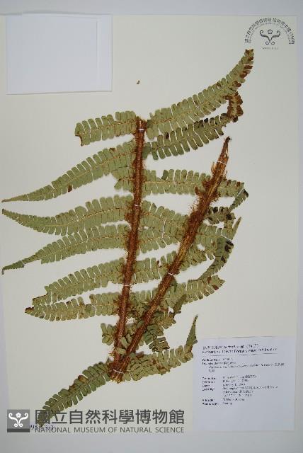 瓦氏鱗毛蕨藏品圖，第5張