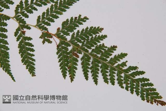 碗蕨藏品圖，第5張