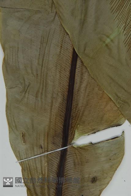 南洋山蘇花藏品圖，第7張