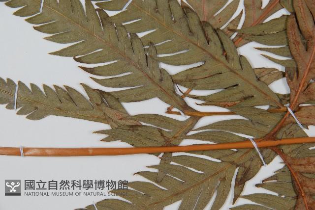 登錄號:P009058藏品圖，第5張