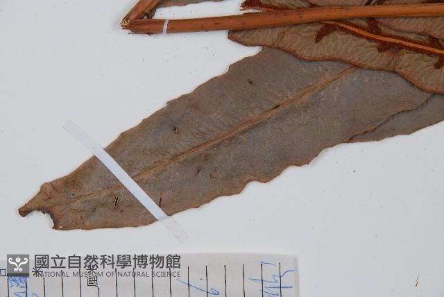 崇澍蕨藏品圖，第8張