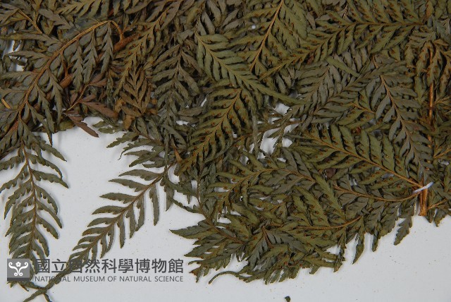 司氏碗蕨藏品圖，第5張