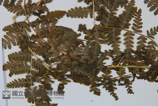 碗蕨藏品圖，第5張