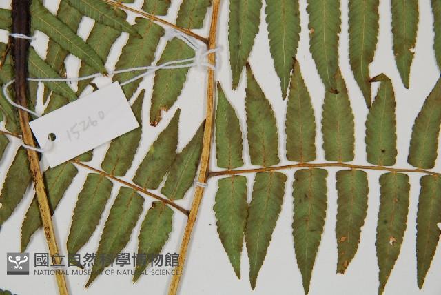 過溝菜蕨藏品圖，第4張