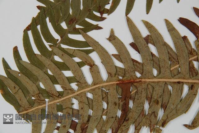 Accession Number:P009558 Collection Image, Figure 5, Total 5 Figures