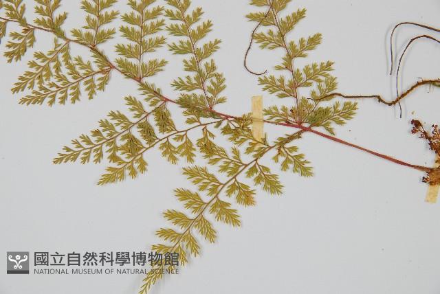 台灣小膜蓋蕨藏品圖，第4張