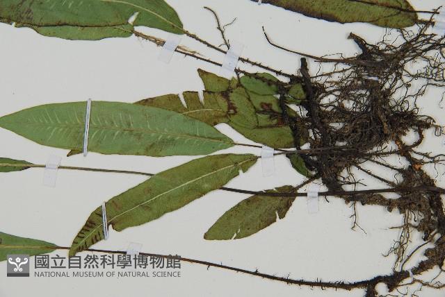 單葉雙蓋蕨藏品圖，第5張