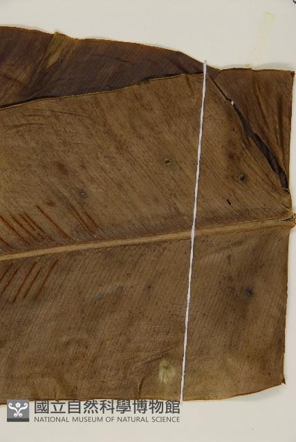 臺灣山蘇花藏品圖，第5張