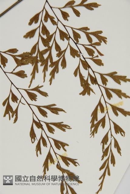 大黑柄鐵角蕨、黃鱗鐵角蕨、大羽鐵角蕨藏品圖，第5張