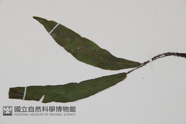 狹基巢蕨藏品圖，第5張