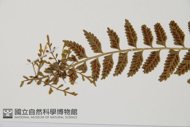 鈍齒鐵角蕨藏品圖，第5張