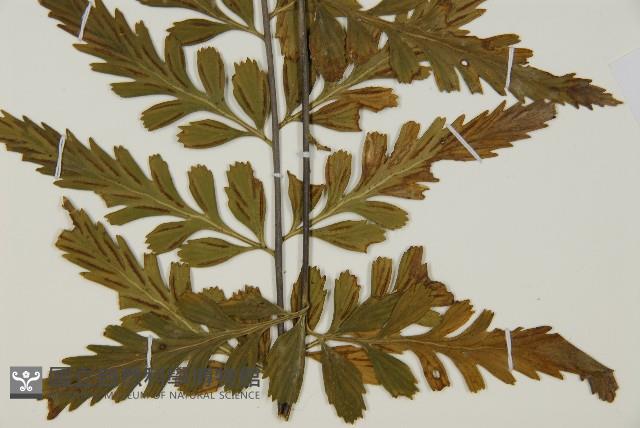 大蓬萊鐵角蕨藏品圖，第8張