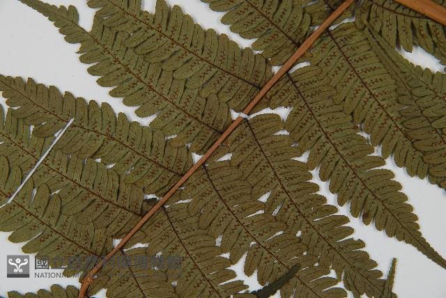 蘭嶼筆筒樹、蘭嶼桫欏藏品圖，第4張