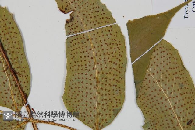 細齒貫眾蕨藏品圖，第5張