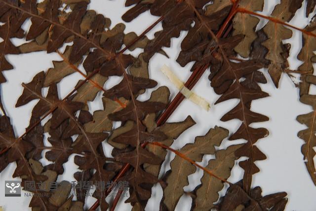 栗蕨藏品圖，第5張