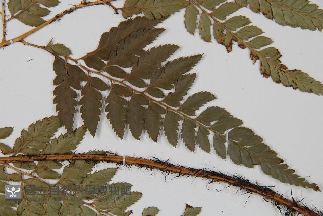 小葉複葉耳蕨藏品圖，第5張