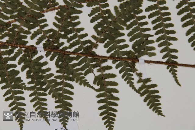 川上氏肋毛蕨藏品圖，第5張