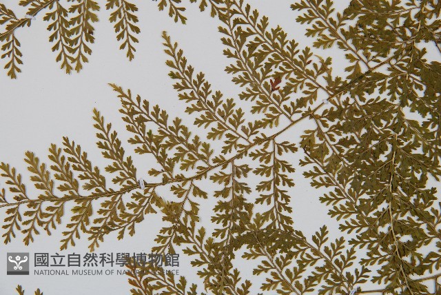 稀子蕨藏品圖，第5張