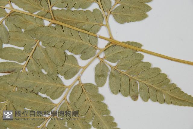 闊葉骨碎補藏品圖，第5張