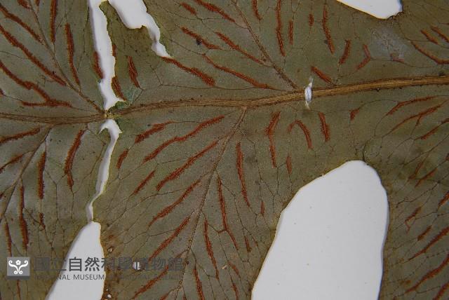 假腸蕨藏品圖，第5張
