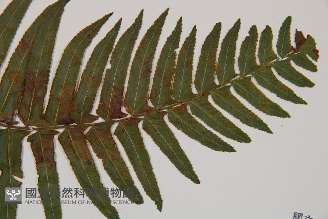 虎克氏鱗蓋蕨藏品圖，第5張