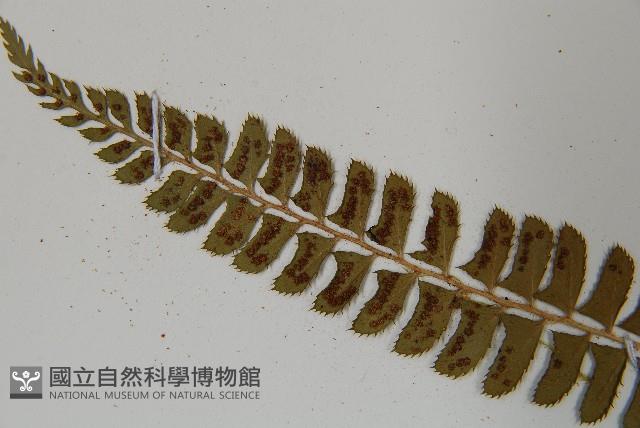 鋸齒葉耳蕨藏品圖，第5張