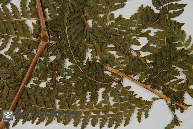 團羽鱗蓋蕨藏品圖，第5張