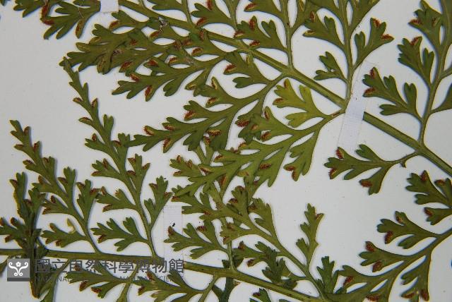 尖葉鐵角蕨藏品圖，第8張