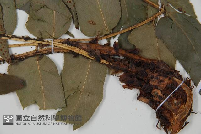 貫眾蕨藏品圖，第5張