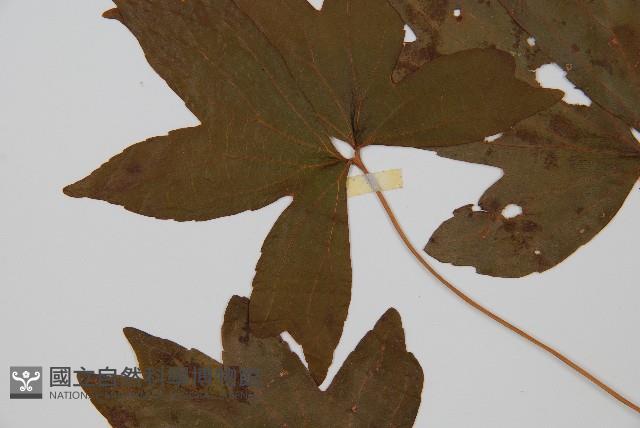 雙扇蕨藏品圖，第5張