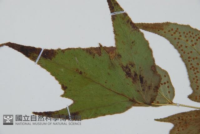 細齒貫眾蕨藏品圖，第5張