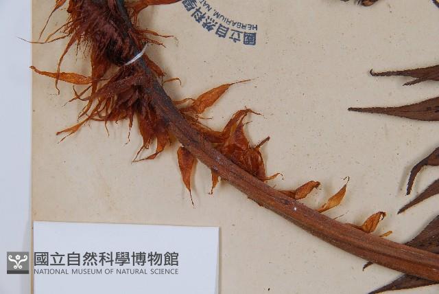 東方狗脊蕨藏品圖，第5張