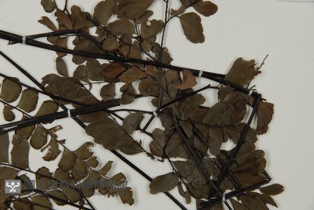 扇葉鐵線蕨藏品圖，第4張