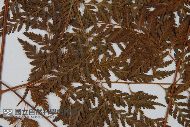 大葉骨碎補、台灣骨碎補、骨碎補藏品圖，第8張