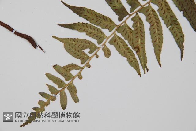 鋸齒雙蓋蕨、線葉雙蓋蕨、刺鱗雙蓋蕨藏品圖，第5張