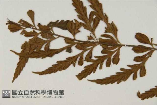 大蓬萊鐵角蕨藏品圖，第5張