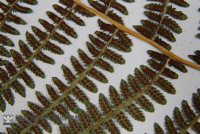 對生蹄蓋蕨藏品圖，第8張