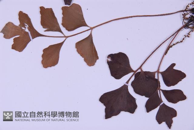 石生鐵角蕨藏品圖，第5張