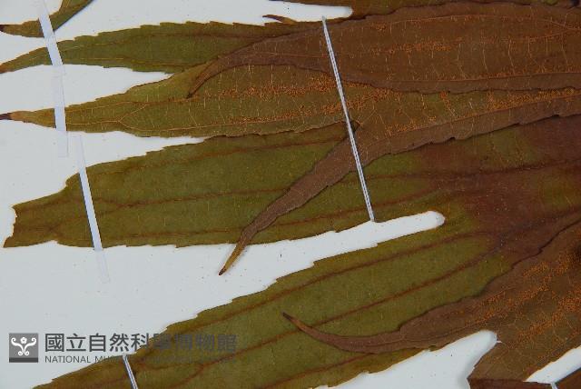 雙扇蕨藏品圖，第5張