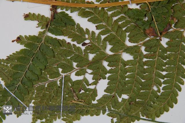 粗毛鱗蓋蕨藏品圖，第4張
