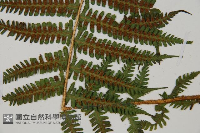 深山蹄蓋蕨藏品圖，第5張