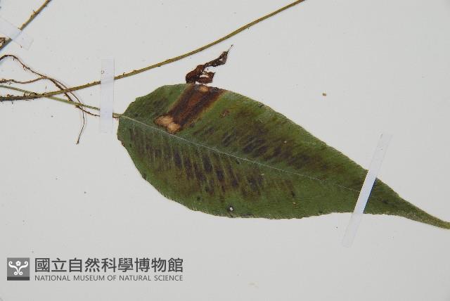 細柄雙蓋蕨藏品圖，第5張